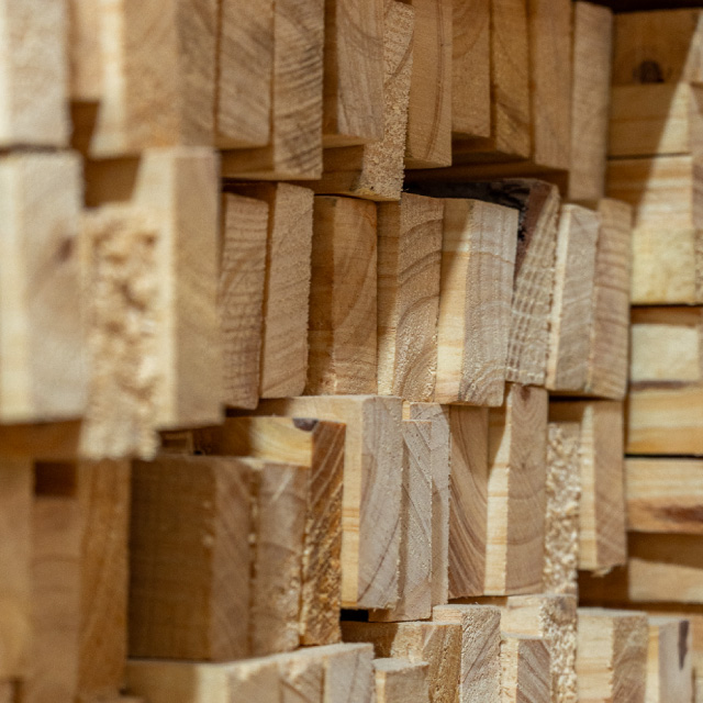 100%-pino-reforestado